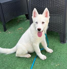 Siberian Husky con pedigree enci