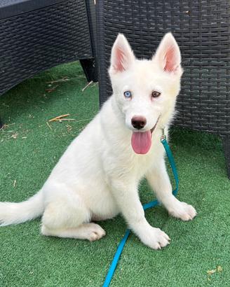 Siberian Husky con pedigree enci