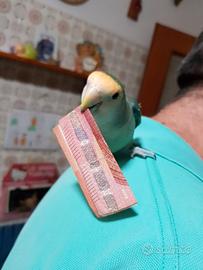 Pappagallo inseparabile