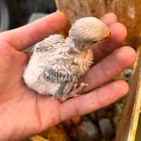 Pulli di inseparabile