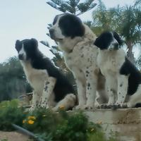 Asia Centrale - Caucaso