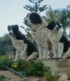 Asia Centrale - Caucaso