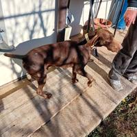 Cane da caccia