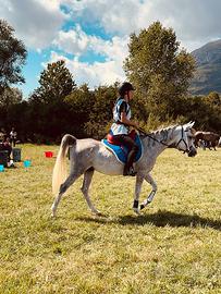 Cavallo arabo