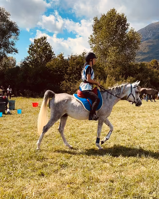 Cavallo arabo