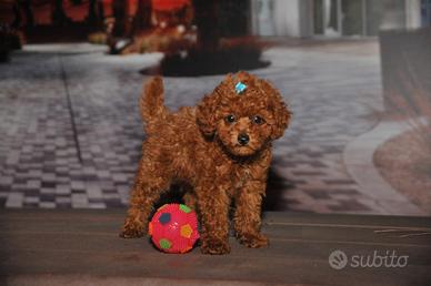 Barboncino Mini Toy