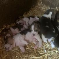 Disponibili cuccioli di beagle originali
