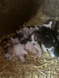 Disponibili cuccioli di beagle originali