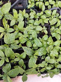 Piantine frutto della passione