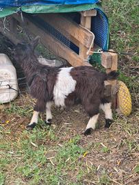 Coppia capre Tibetana nana