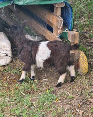 Coppia capre Tibetana nana