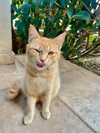 Gattina pelo arancione