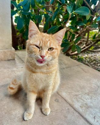 Gattina pelo arancione