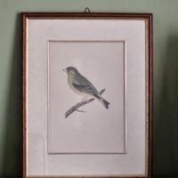 Quadro Greenfinch metà 800 Benjamin Fawcett