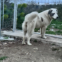 Asia centrale (alabai) selezionata