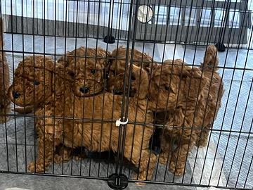 Cuccioli di barboncino