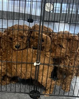 Cuccioli di barboncino