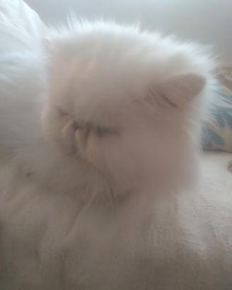 Gatto persiano