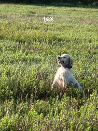 Cuccioli di setter.2maschi