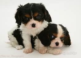 Cuccioli do cavalier king tricolor