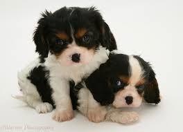 Cuccioli do cavalier king tricolor