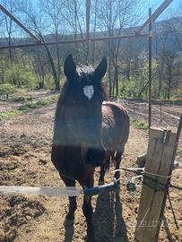 Vendita cavallo 4yo