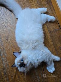 Gattina ragdoll