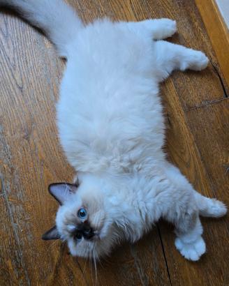 Gattina ragdoll