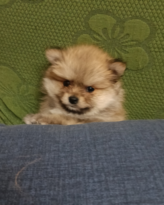 Pomerania