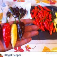 Peperoncini Carolina Reaper, Chupino White, Semi