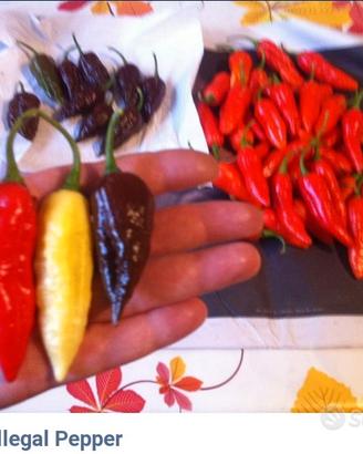 Peperoncini Carolina Reaper, Chupino White, Semi