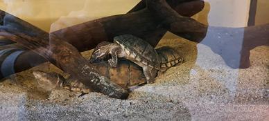 Tartarughe d,acqua sternotherus