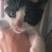 Gattino bicolore siamese x