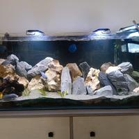 Acquario Malawi mbuna