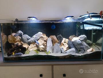 Acquario Malawi mbuna