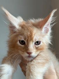 Maine Coon