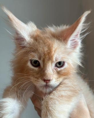 Maine Coon