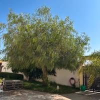 Albero arredo giardino