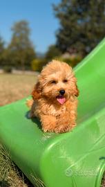 Peggy, cucciola di maltipoo