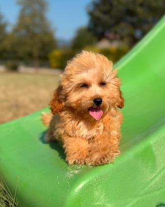 Peggy, cucciola di maltipoo