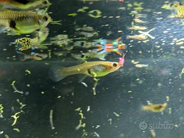 Endler black bar e tiger