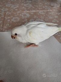 Pappagallo