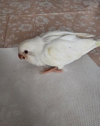 Pappagallo