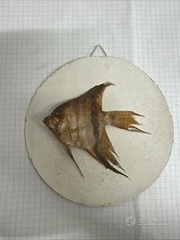 Pterophyllum scalare (pesce angelo)