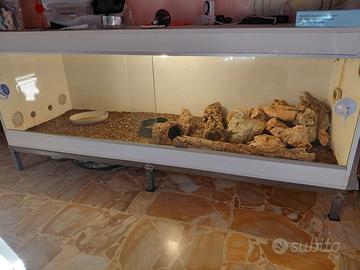 Terrario e Pogona (draghi barbuti)