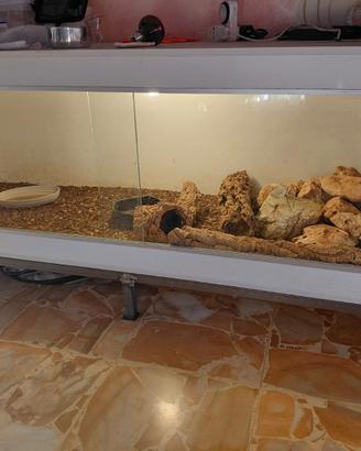 Terrario e Pogona (draghi barbuti)
