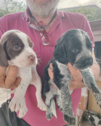 Cuccioli cani da tartufo