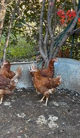 Galline galli anatre conigli