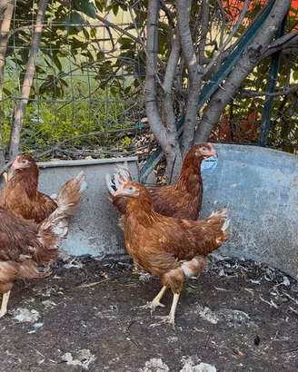 Galline galli anatre conigli