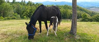 Cavalla